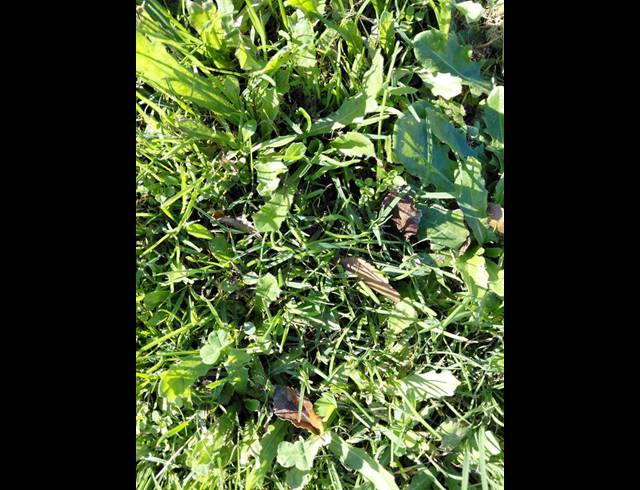 LAND FOR SALE IN NAHOON VALLEY PARK